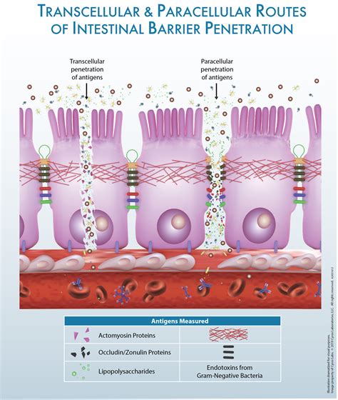 intestinal hyperpermeability lab tests